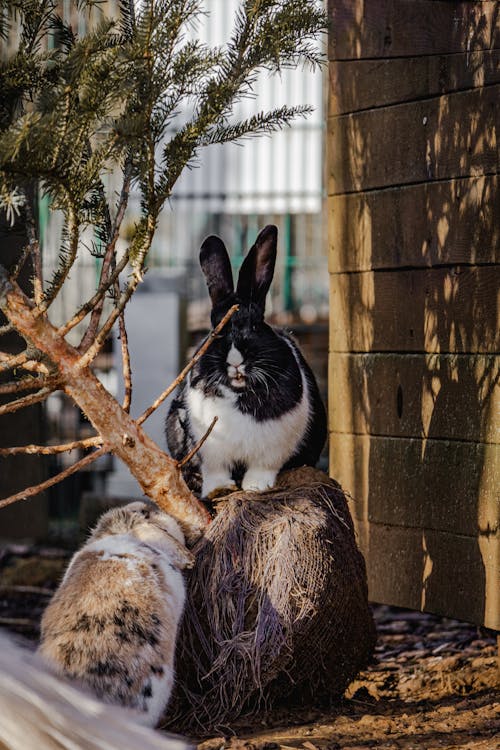 Fotobanka s bezplatnými fotkami na tému králiky, strom, záhrada