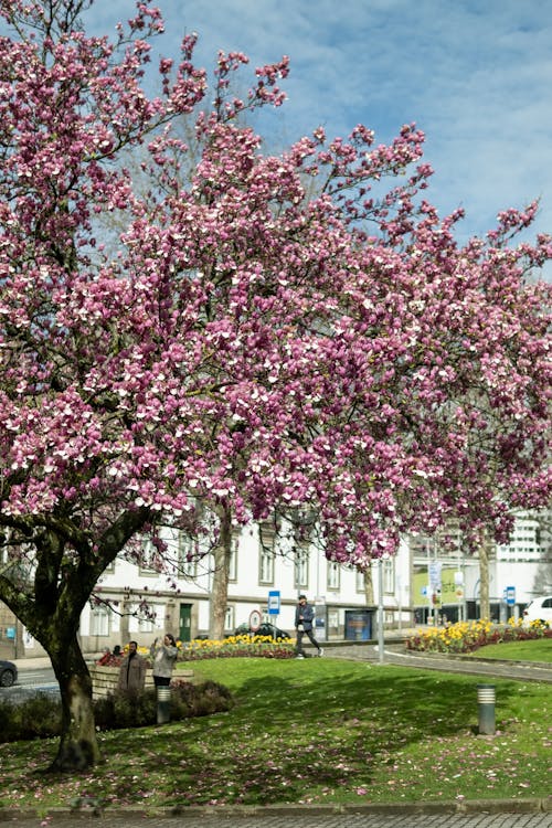 Immagine gratuita di albero, ciliegia, città