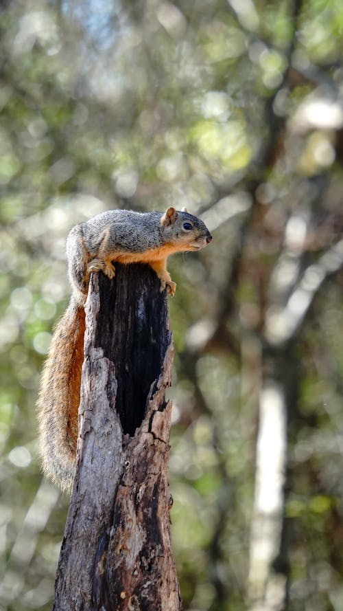 Close-up of a Fox Squirrel Sitting on Wooden Pole 