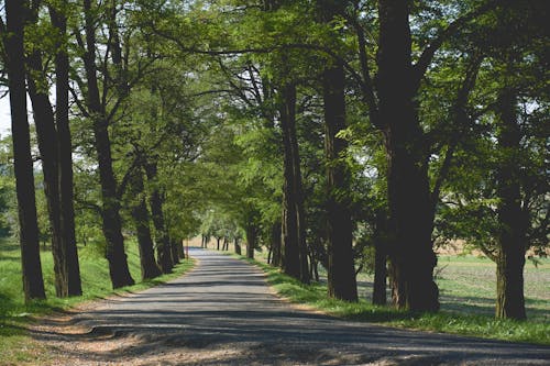 Free Empty Pathway Surrounded by Trees and Grass Stock Photo