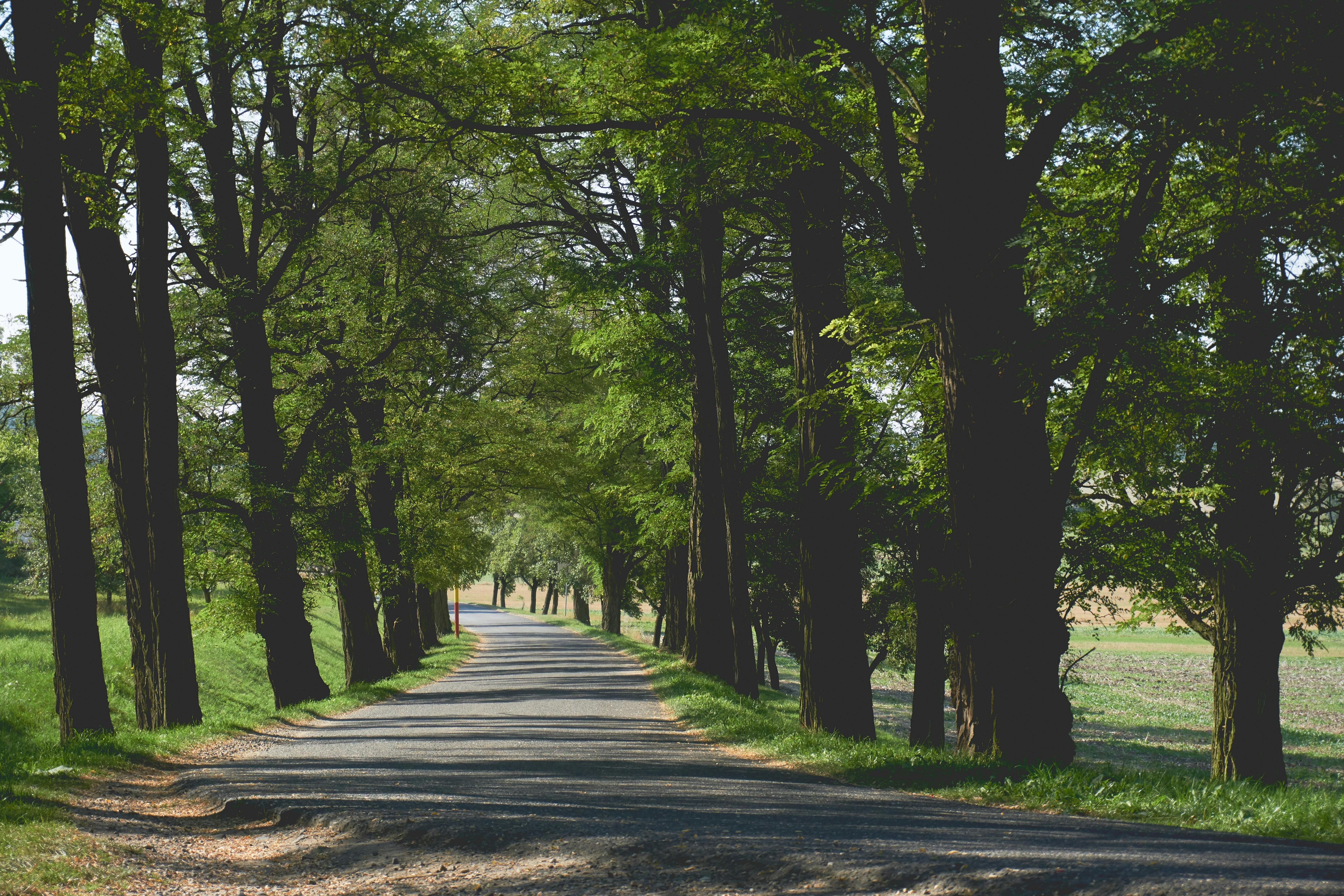 Free Stock Photo Of Bright Countryside Dawn