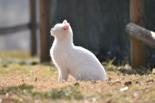 Бесплатное стоковое фото с белый, выборочный фокус, кошка