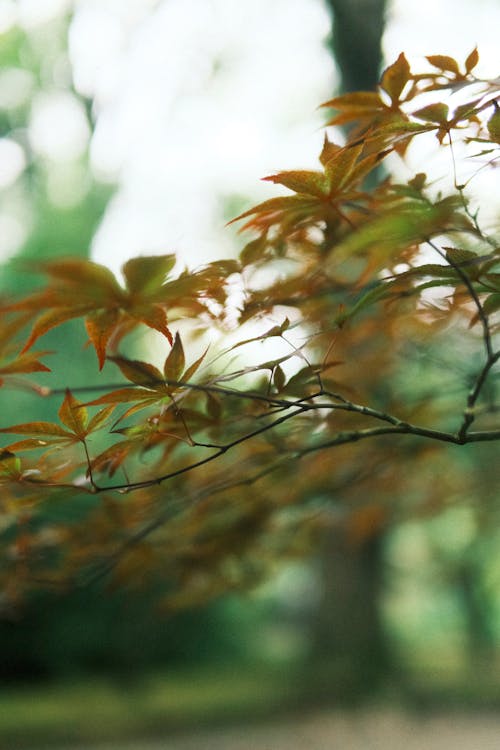 A close up of a tree branch with leaves