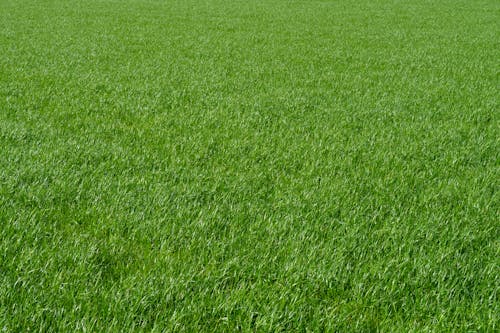 Green Grass on Grassland