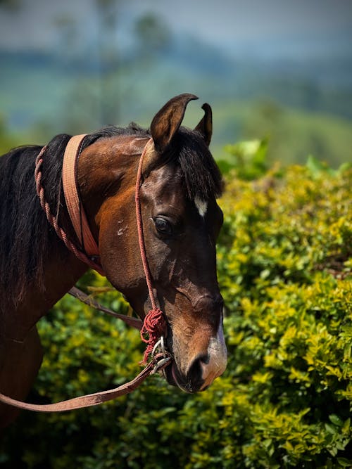 Δωρεάν στοκ φωτογραφιών με άλογο, εργοστάσιο, ζωικά