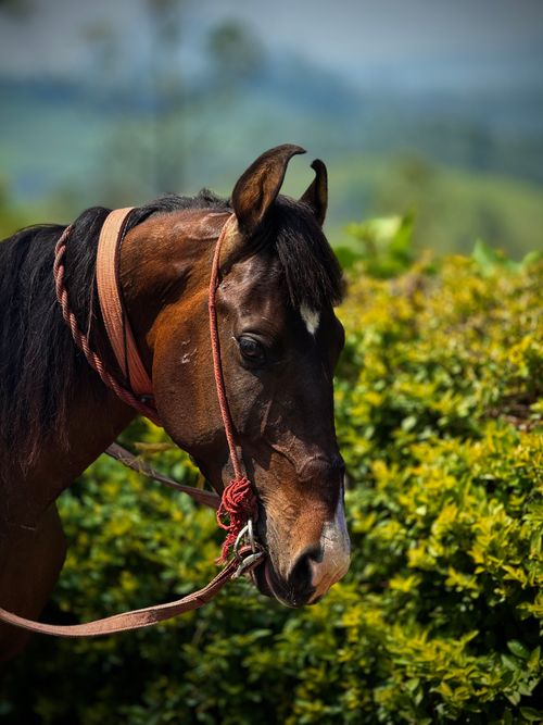 Free A detailed shot of a horse wearing a harness amidst lush greenery, showcasing its natural elegance. Stock Photo