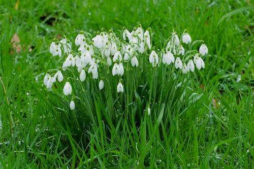 Fotos de stock gratuitas de campanilla de invierno, césped, enfoque selectivo