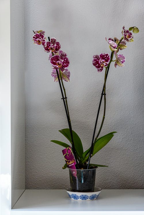 คลังภาพถ่ายฟรี ของ orquidea, rincon, sombras