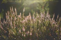 阳光下，石南灌木丛盛开着美丽的紫色花朵，捕捉到温暖宁静的户外场景