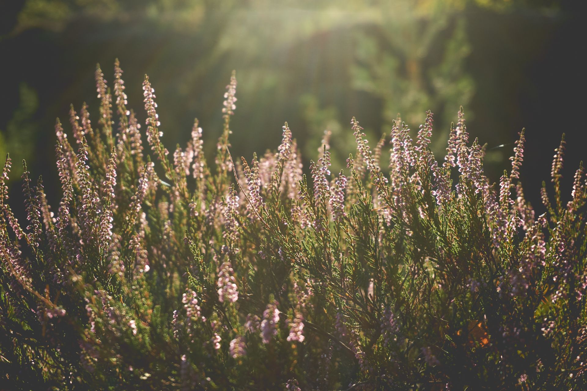 Beautiful heather bush under sunlight with blooming purple flowers, capturing a warm and serene outdoor scene.