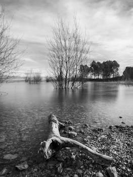 Peaceful monochrome scene of a tree by the lake with still water and reflections.