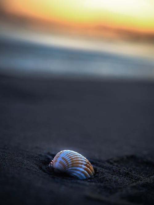 모래, 새벽, 수직 쐈어의 무료 스톡 사진