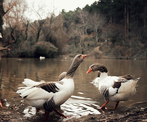 Základová fotografie zdarma na téma fotografie divoké přírody, jezero, kachny