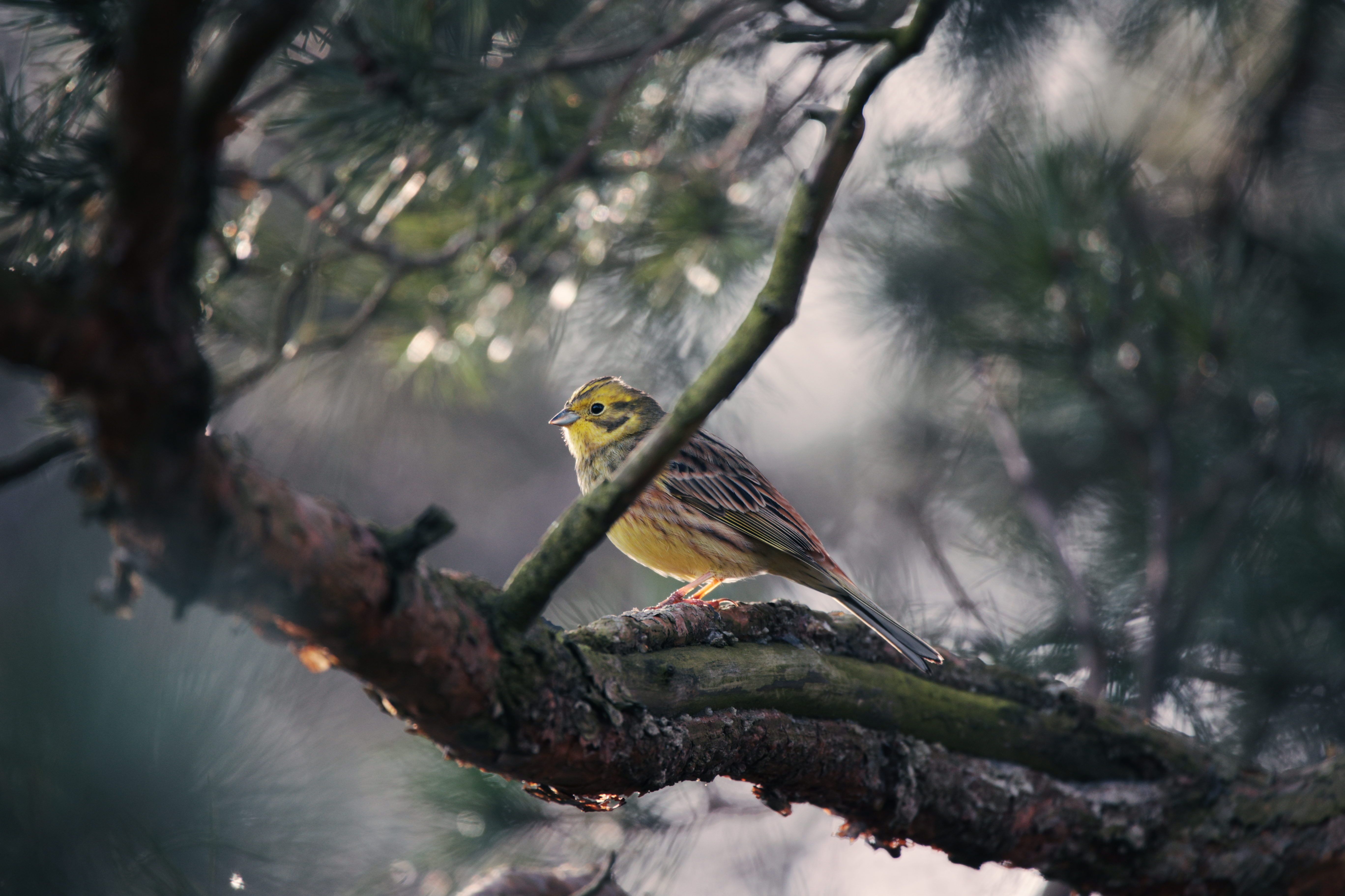 Bird feeder types explained — step-by-step visual example