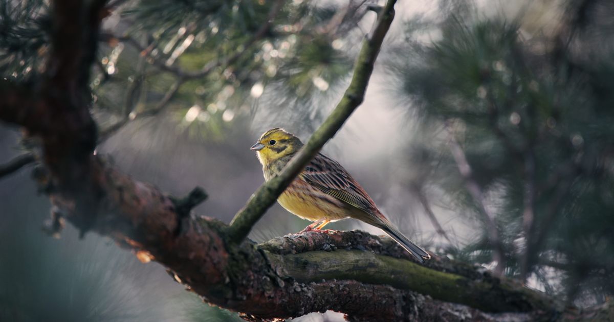 Bird feeder types explained β step-by-step visual example