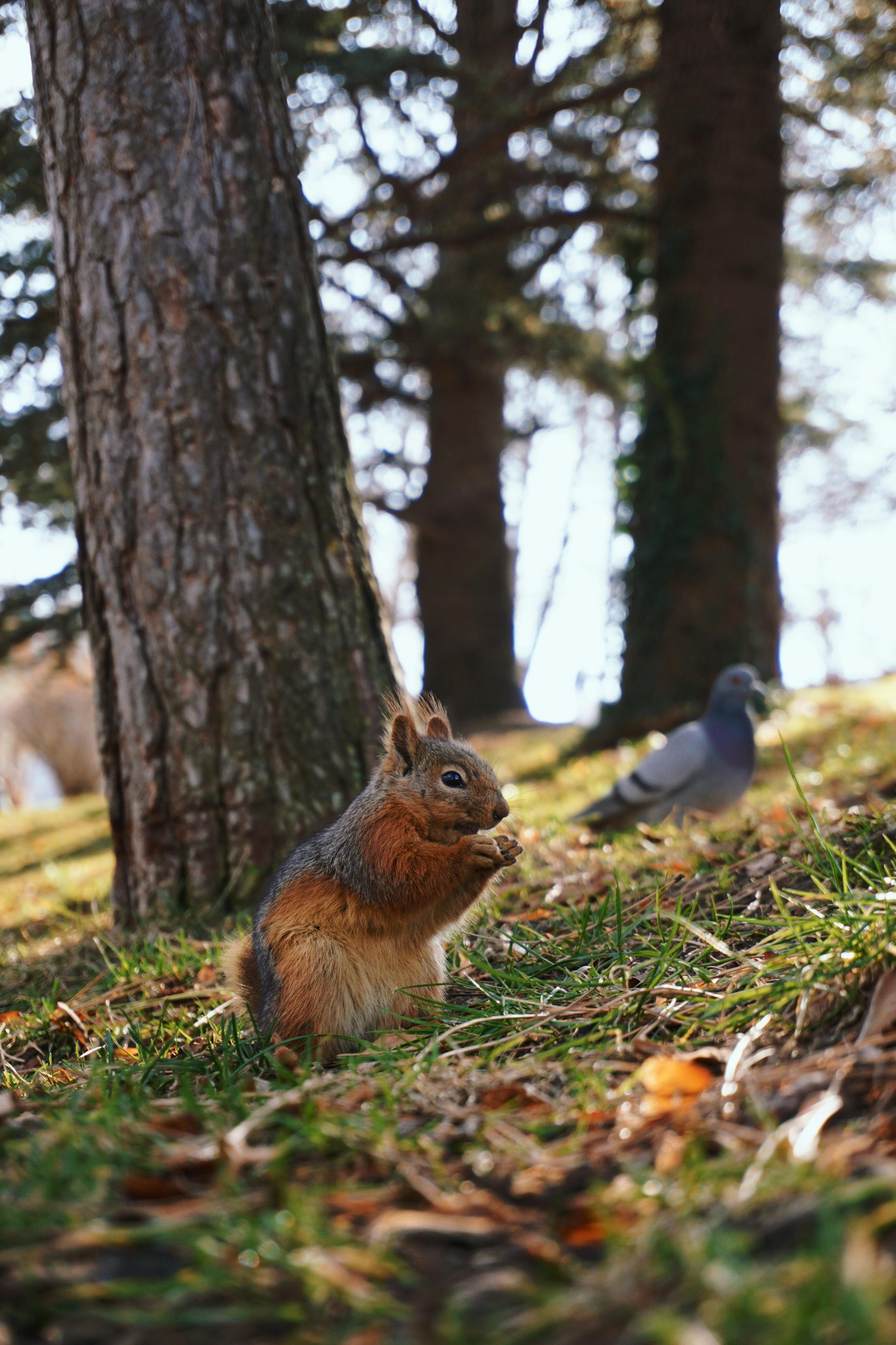 Veveriță roșiatică printre frunze ruginii privind un porumbel curios