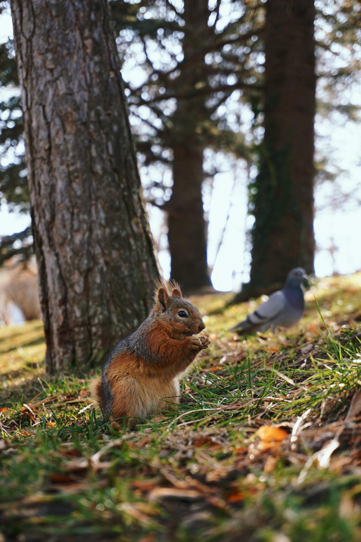 Veveriță roșiatică printre frunze ruginii privind un porumbel curios