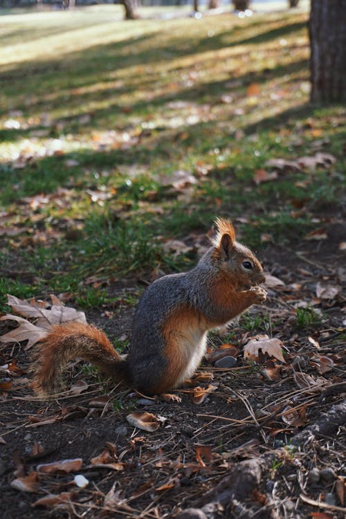 Foto profissional grátis de declínio, esquilo, fotografia animal