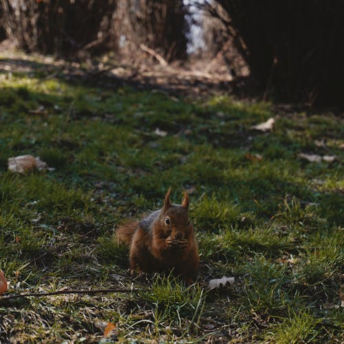 Foto d'estoc gratuïta de enfocament selectiu, esquirol, fotografia d'animals