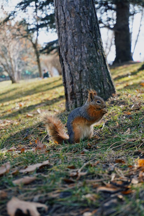 Squirrel Holding Nut by Tree