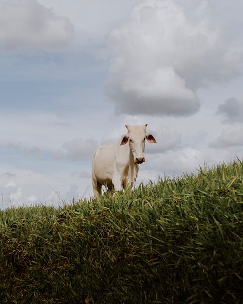 A cow standing on top of a grassy hill