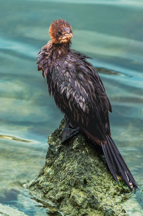 Free Close-up of a pygmy cormorant on a rock, showcasing its wet feathers and natural surroundings. Stock Photo