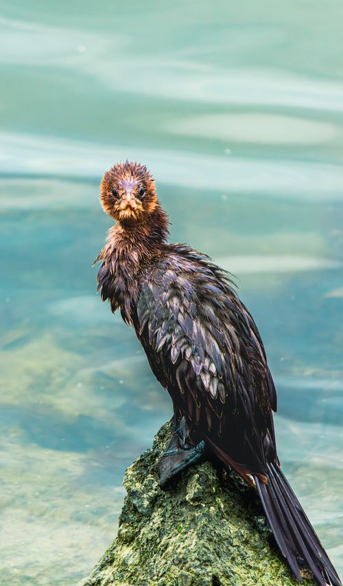 Free Close-up of a wet pygmy cormorant perched on a rock with water in the background. Stock Photo