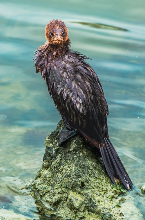 Free Pygmy cormorant resting on a rock in a body of water, captured with selective focus Stock Photo