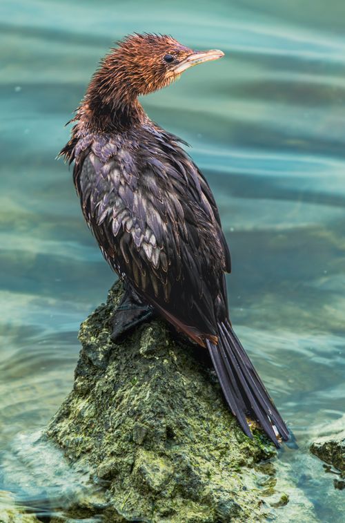 Free Captivating pygmy cormorant sitting on a rock in a tranquil lake setting. Stock Photo