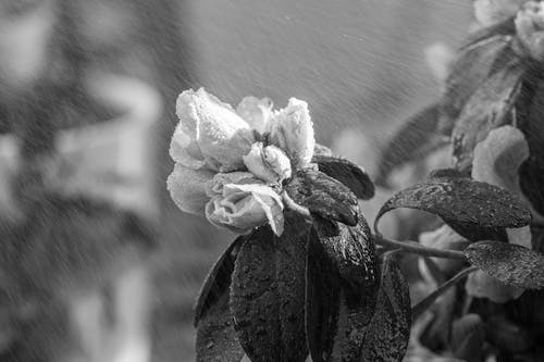 Raindrops over Flowers in Black and White