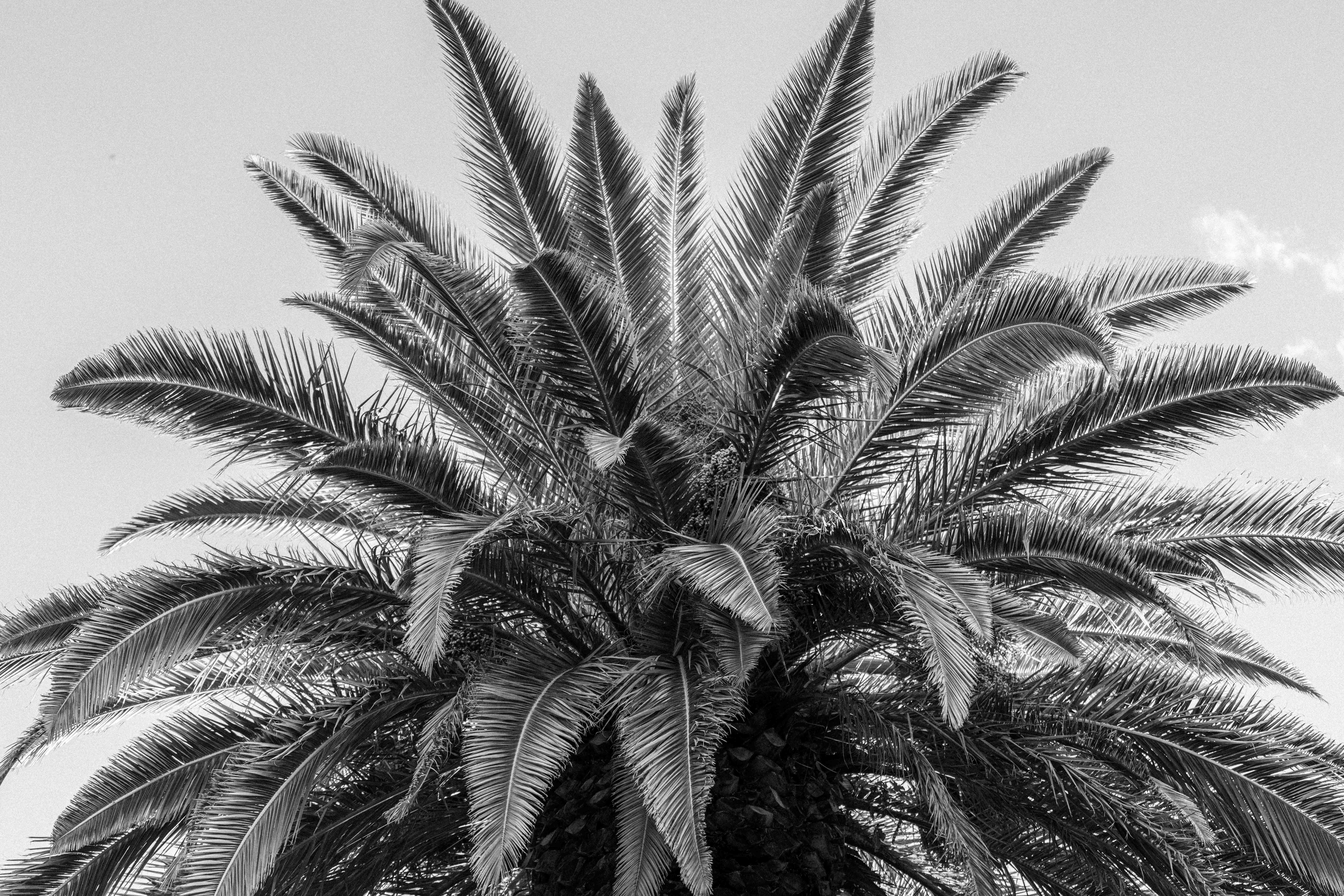 Palm Tree Leaves in Black and White · Free Stock Photo