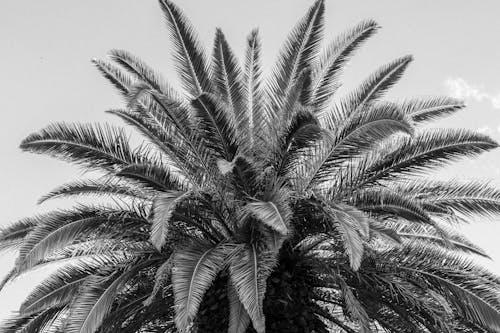 Foto d'estoc gratuïta de blanc i negre, exòtic, fulles