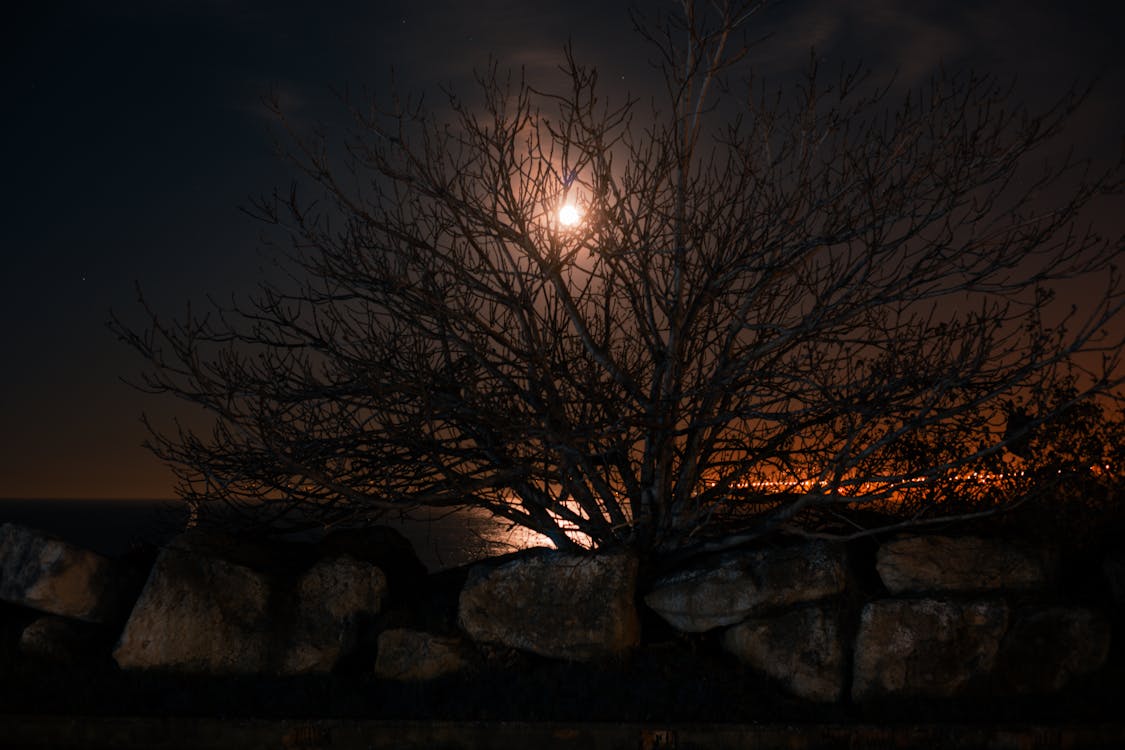 Foto d'estoc gratuïta de amb arbre, arbre, davant del mar