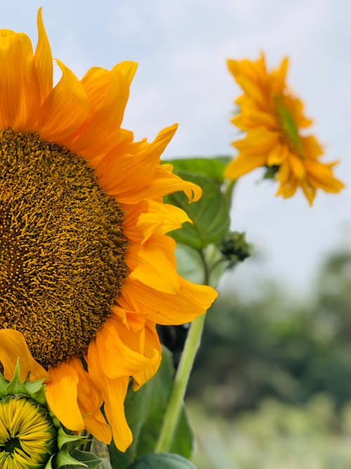 Gratis lagerfoto af bane, blomst, gul