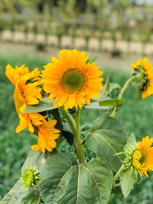 Sunflowers are growing in a field with green grass