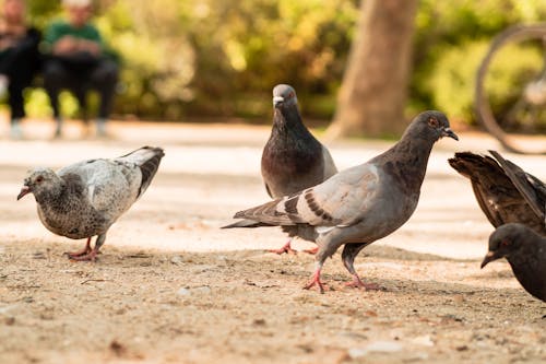 Pigeons on Ground