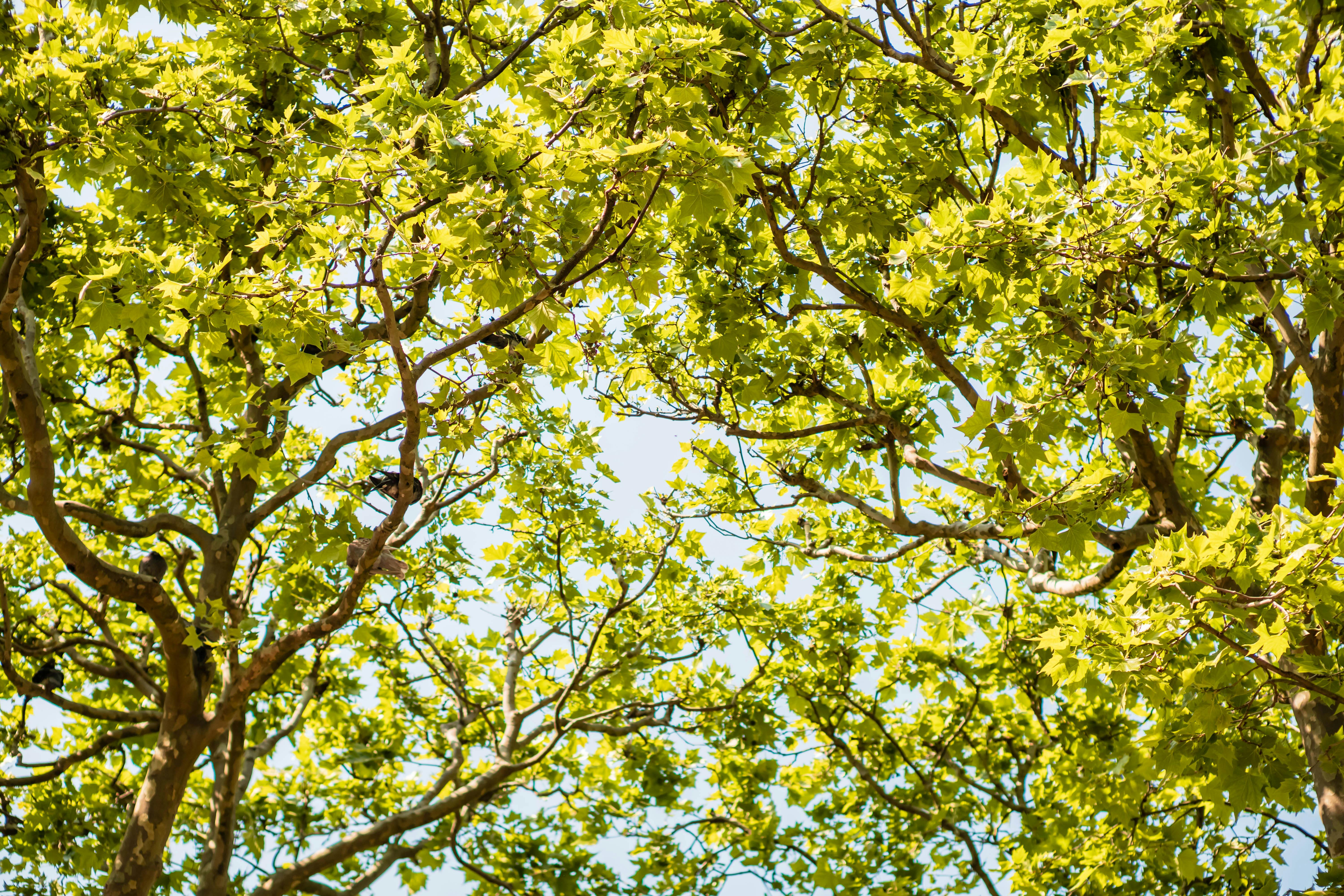 Photos gratuites de arbre, arbres, auvent