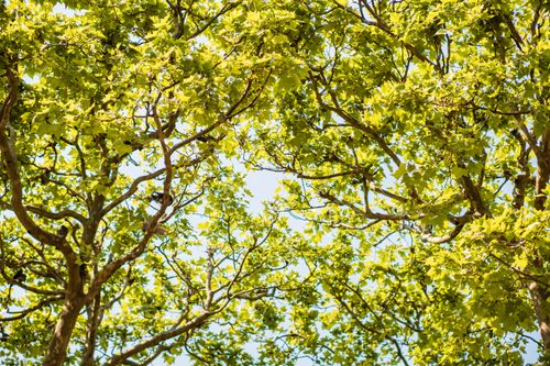 Free Serene view of green tree branches and leaves against a clear sky in Paris. Stock Photo