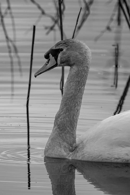 A black and white photo of a swan in the water