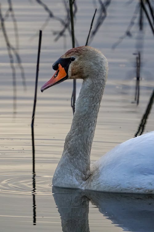 Foto profissional grátis de água, ave, cisne