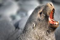 Vibrant close-up of a fur seal roaring in Antarctica, showcasing wildlife photography.