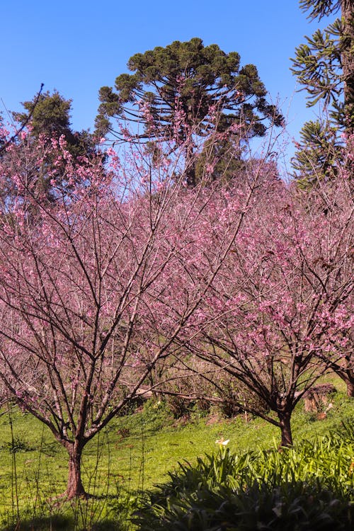 คลังภาพถ่ายฟรี ของ campos do jordao, ซากุระ, ดอกซากุระ