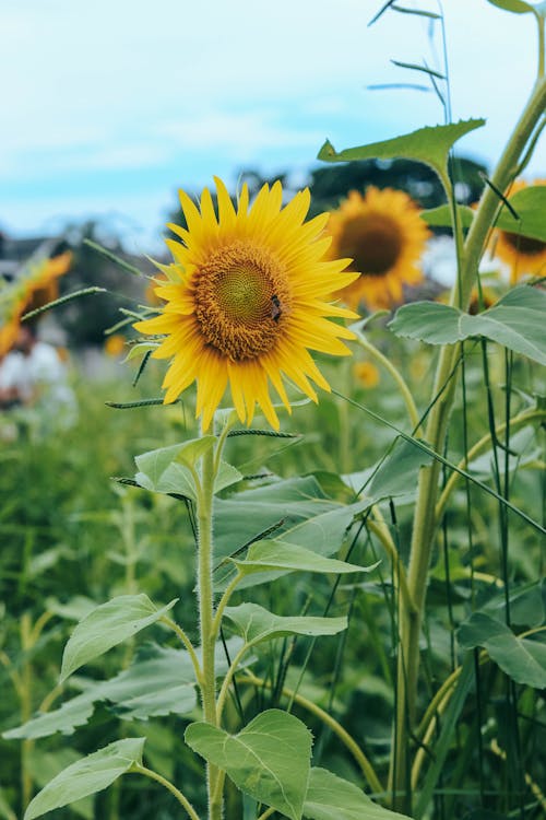 ひまわり, ひまわり畑の無料の写真素材