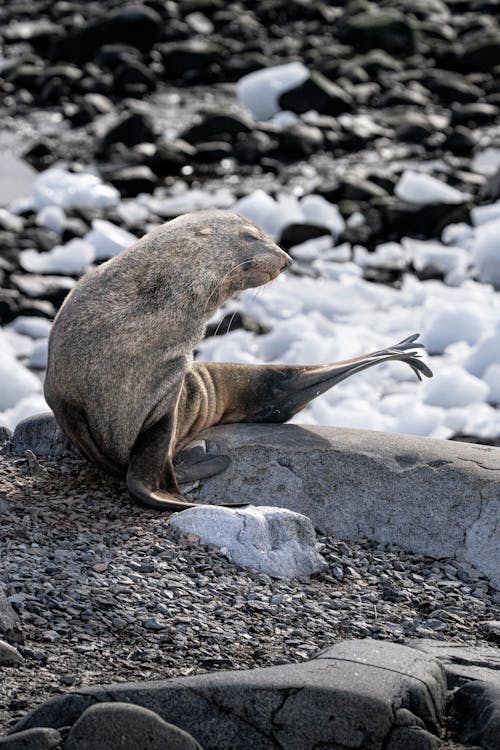 Ingyenes stockfotó állat, Antarktisz, bélyegző témában