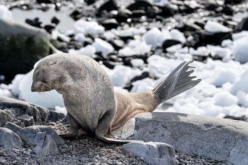 Foto d'estoc gratuïta de constipat, enfocament selectiu, foca