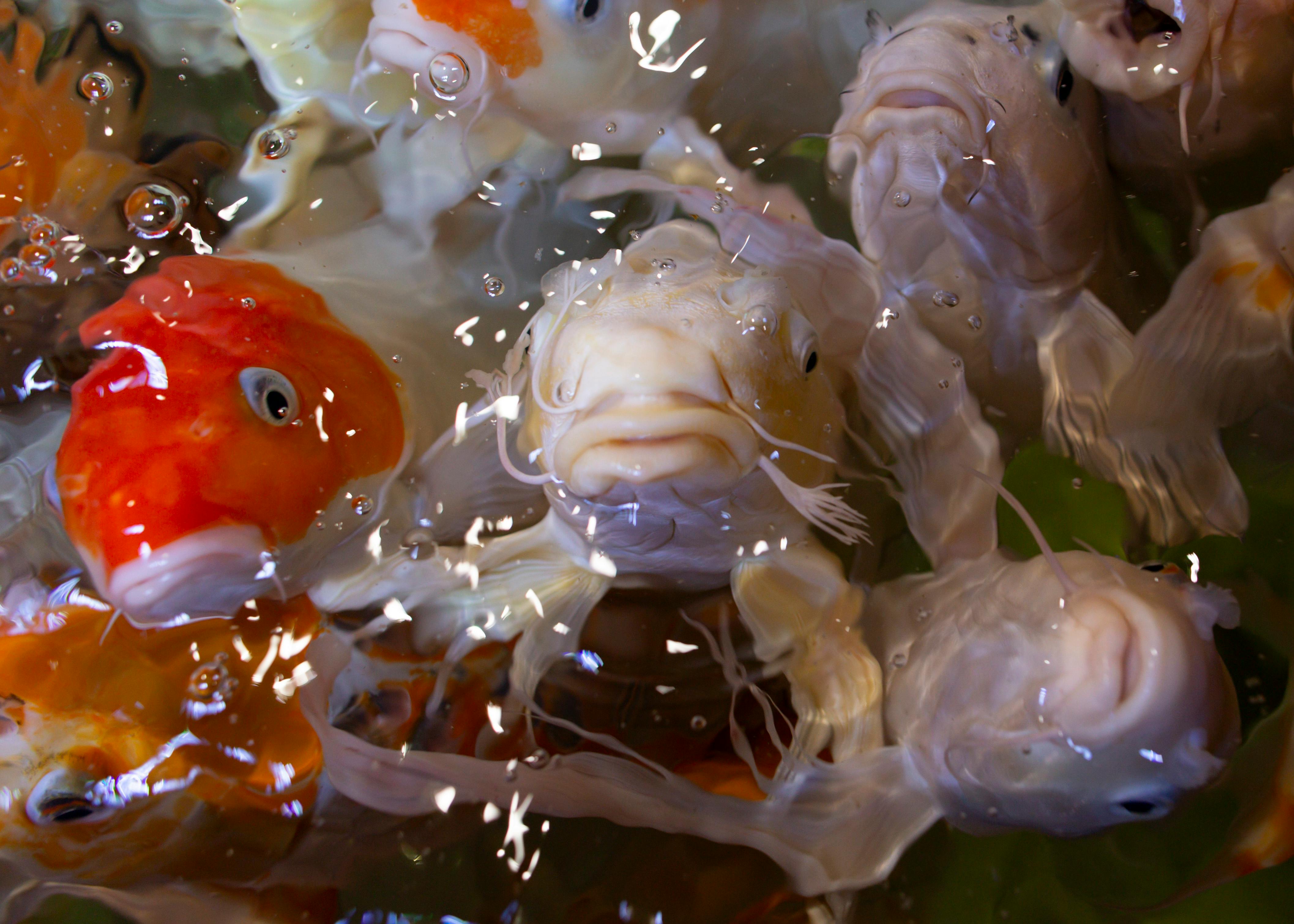 Aquarium Fish Food Photos, Download The BEST Free Aquarium Fish Food ...