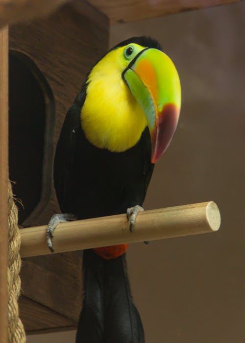 Immagine gratuita di casetta per uccelli, focus selettivo, fotografia di animali
