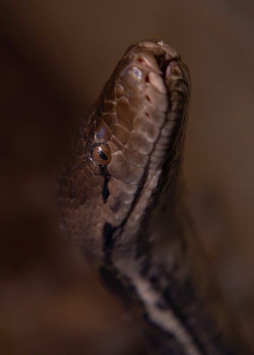 Free Up Close of Snake Stock Photo