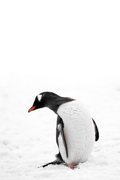 A penguin is standing in the snow
