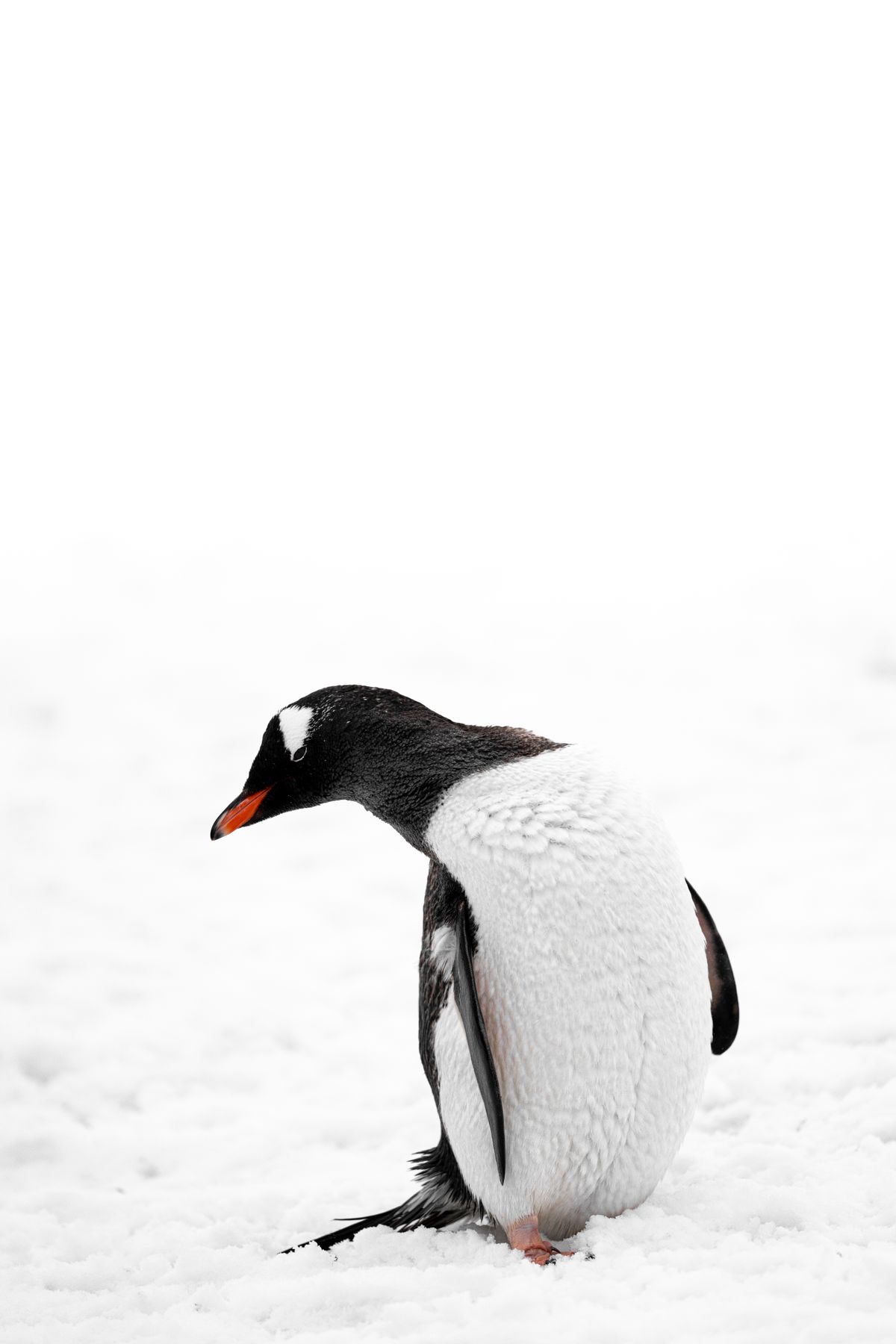 Gentoo Penguins in Antarctica · Free Stock Photo